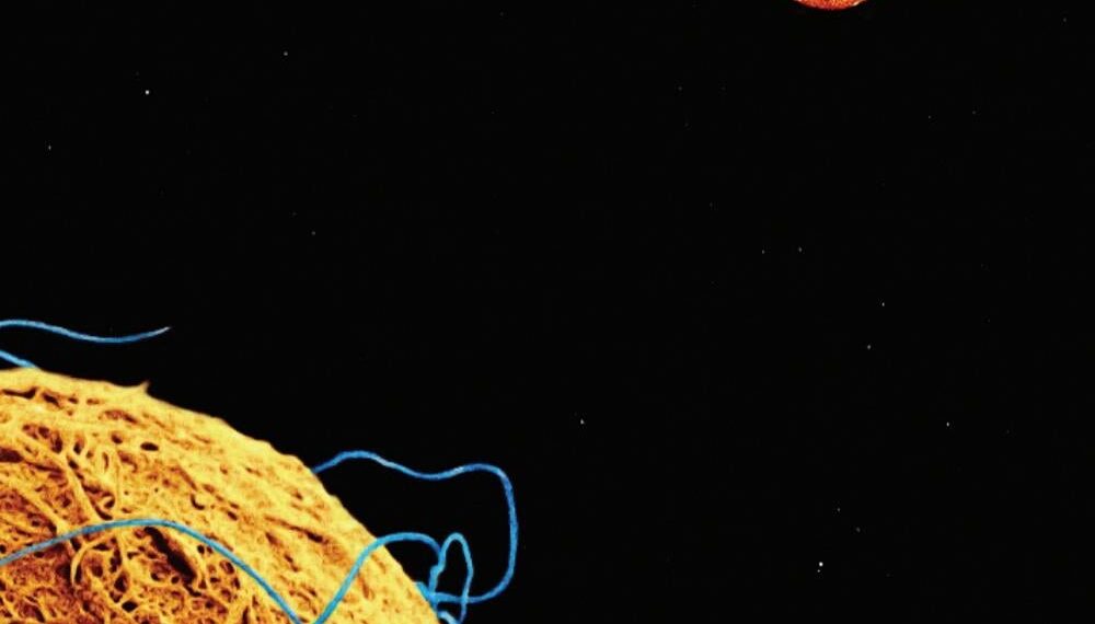 Snowtorch - Phideaux - 2011